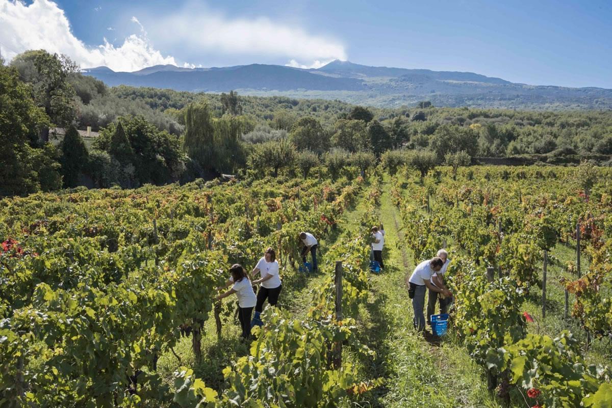 Vendemmia: Vignaiolo per un giorno Experience