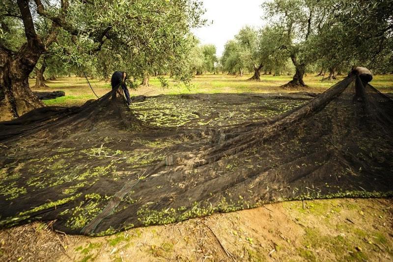 Raccolta delle Olive: Olio et Amo Experience
